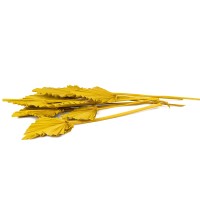 PHOCEALYS │palm spear│vente aux pros│Grossiste en fleurs séchées