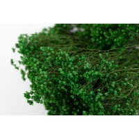 Broom bloom sec│vente aux pros│Grossiste en fleurs séchées