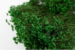 Broom bloom sec│vente aux pros│Grossiste en fleurs séchées