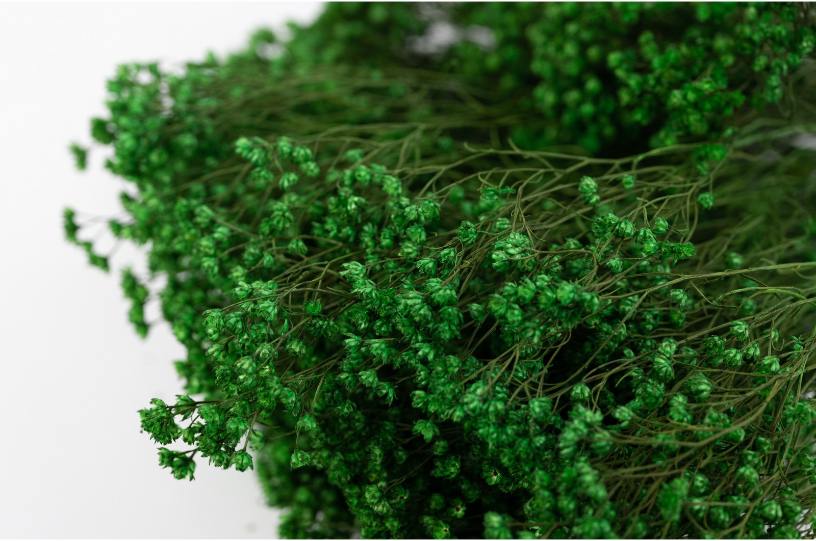 Broom bloom sec│vente aux pros│Grossiste en fleurs séchées