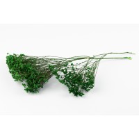 Broom bloom sec│vente aux pros│Grossiste en fleurs séchées