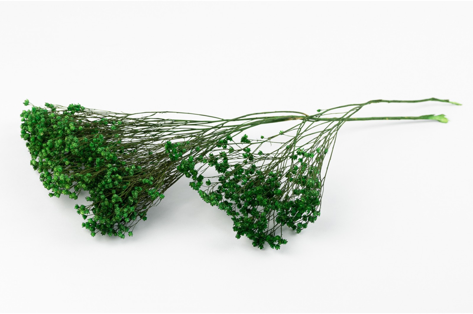Broom bloom sec│vente aux pros│Grossiste en fleurs séchées