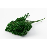 Broom bloom sec│vente aux pros│Grossiste en fleurs séchées