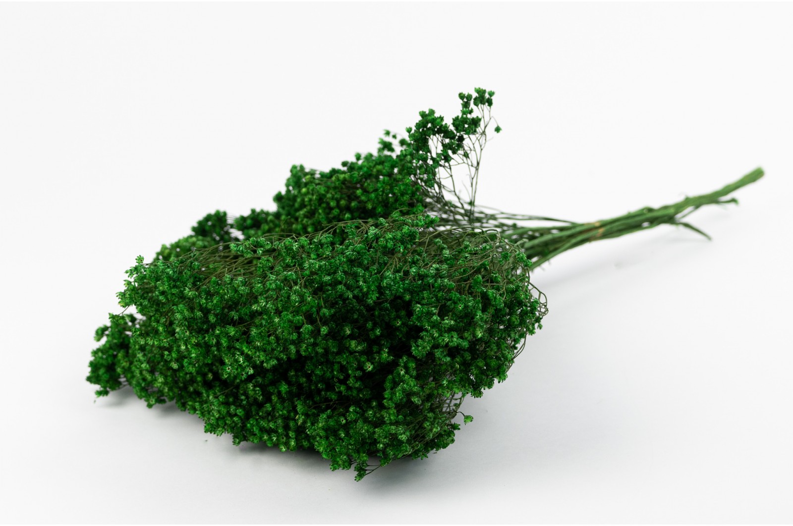 Broom bloom sec│vente aux pros│Grossiste en fleurs séchées