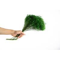 Broom bloom sec│vente aux pros│Grossiste en fleurs séchées