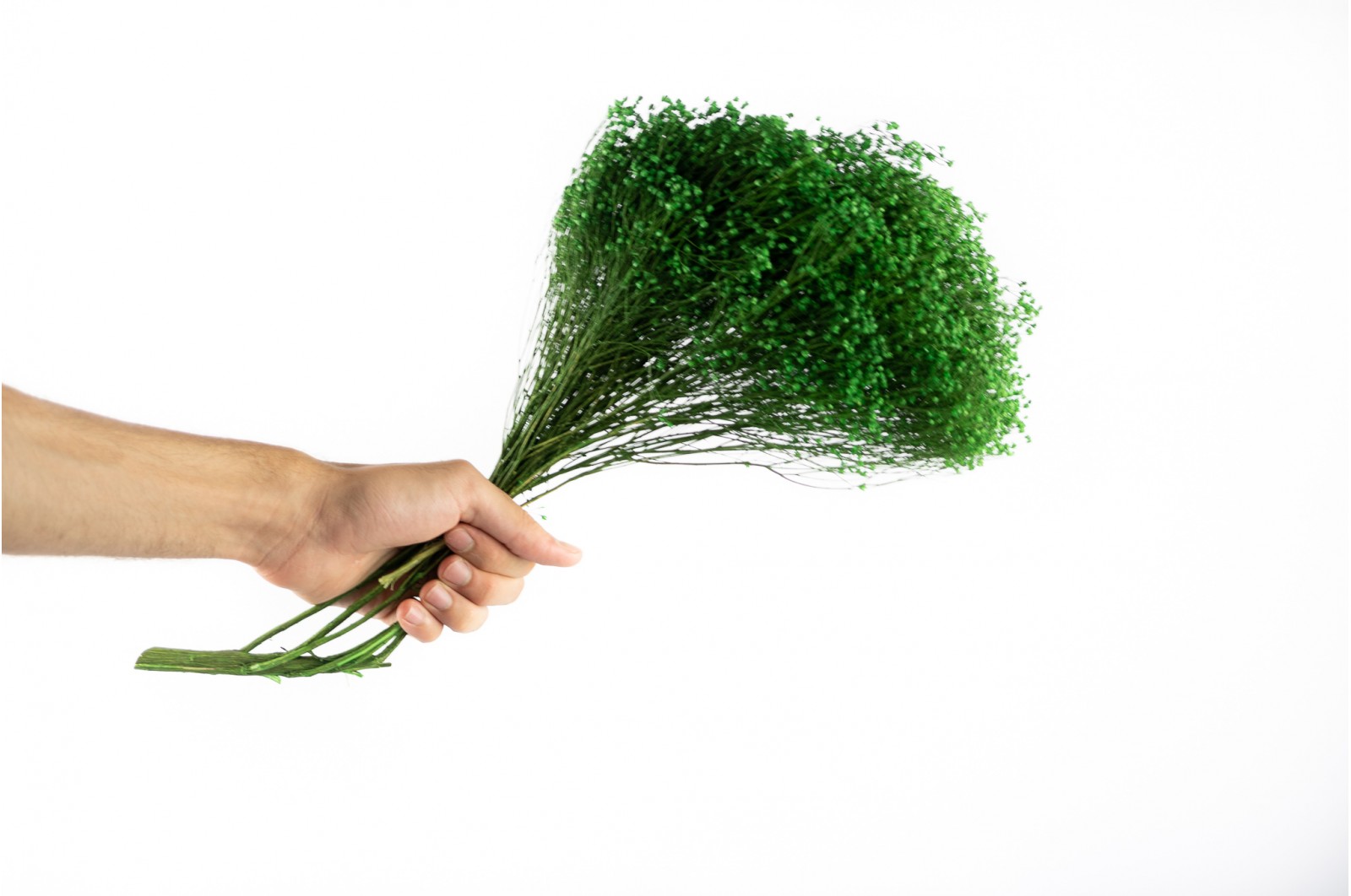 Broom bloom sec│vente aux pros│Grossiste en fleurs séchées
