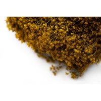 PHOCEALYS │Broom bloom sec│vente aux pros│Grossiste en fleurs séchées