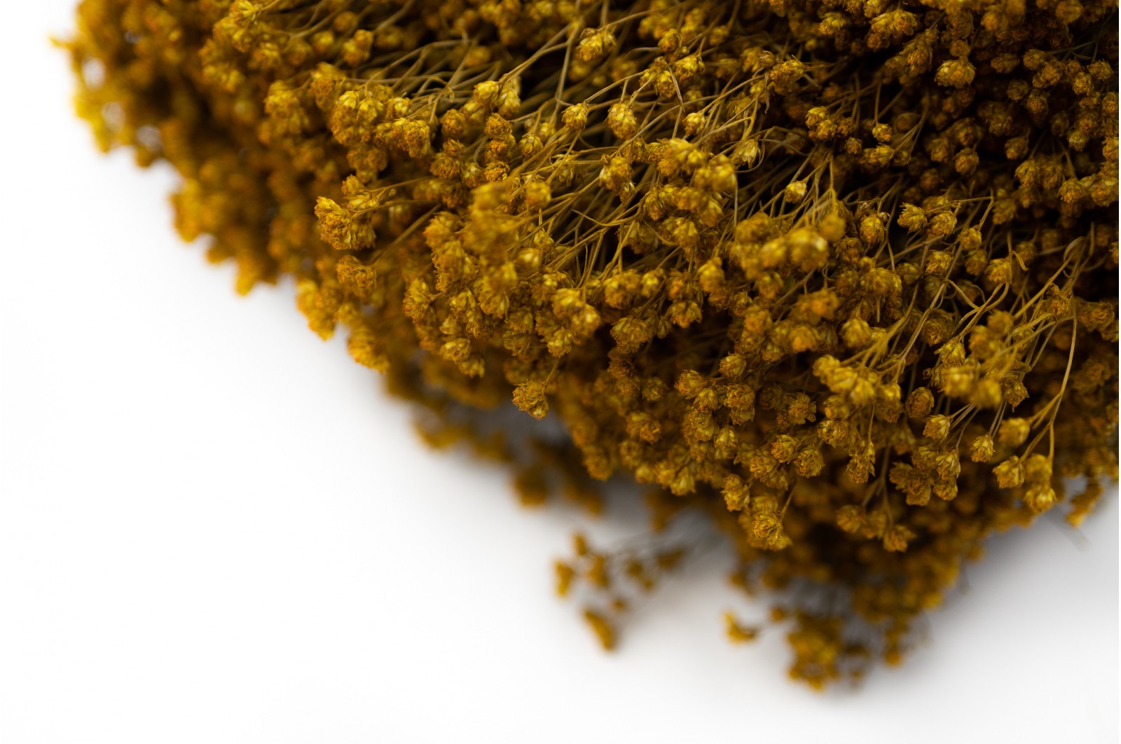 PHOCEALYS │Broom bloom sec│vente aux pros│Grossiste en fleurs séchées