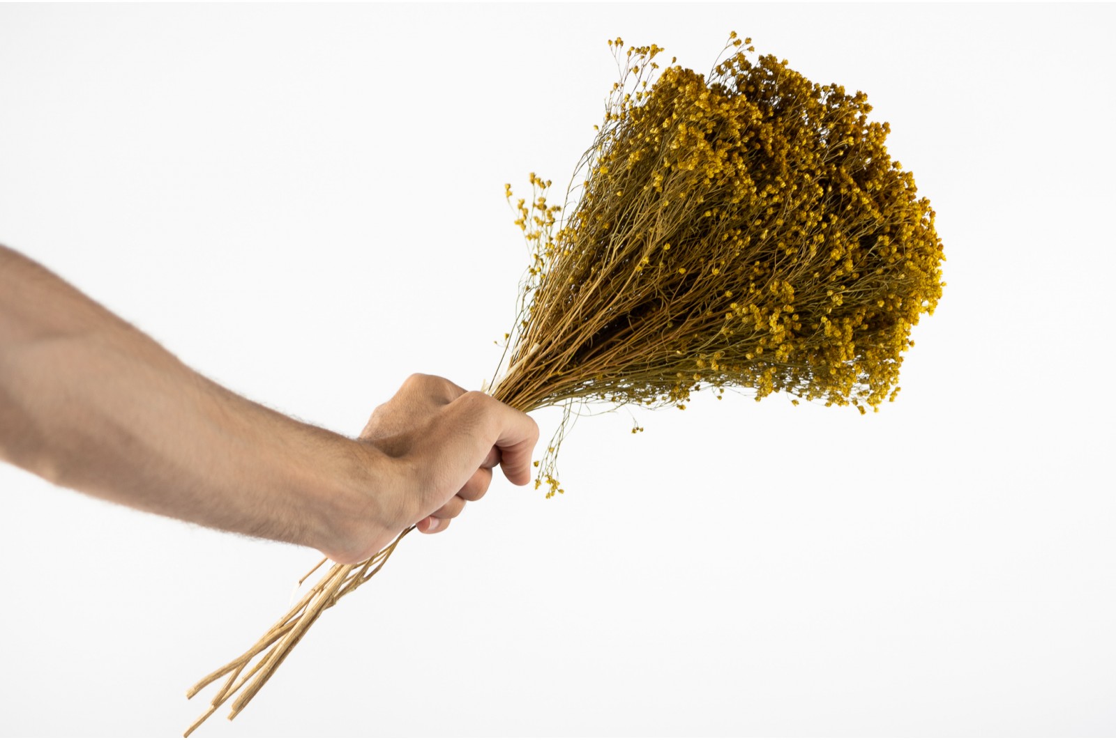 PHOCEALYS │Broom bloom sec│vente aux pros│Grossiste en fleurs séchées