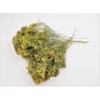 PHOCEALYS │Broom bloom sec│vente aux pros│Grossiste en fleurs séchées