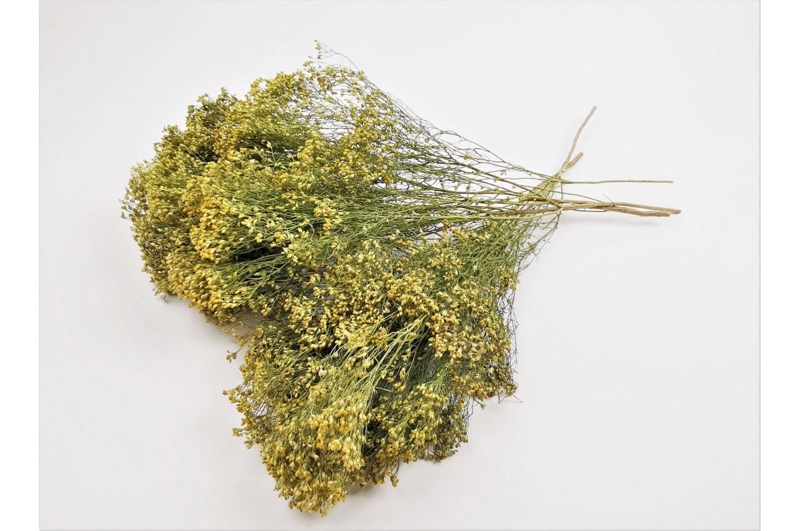 PHOCEALYS │Broom bloom sec│vente aux pros│Grossiste en fleurs séchées