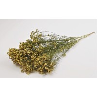 PHOCEALYS │Broom bloom sec│vente aux pros│Grossiste en fleurs séchées