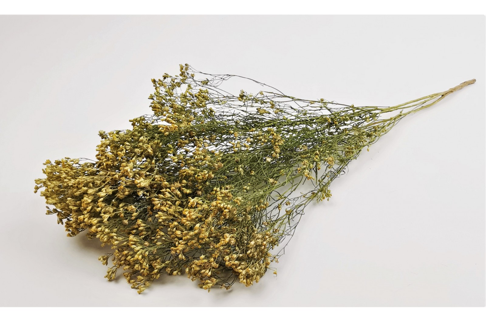 PHOCEALYS │Broom bloom sec│vente aux pros│Grossiste en fleurs séchées