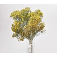PHOCEALYS │Broom bloom sec│vente aux pros│Grossiste en fleurs séchées
