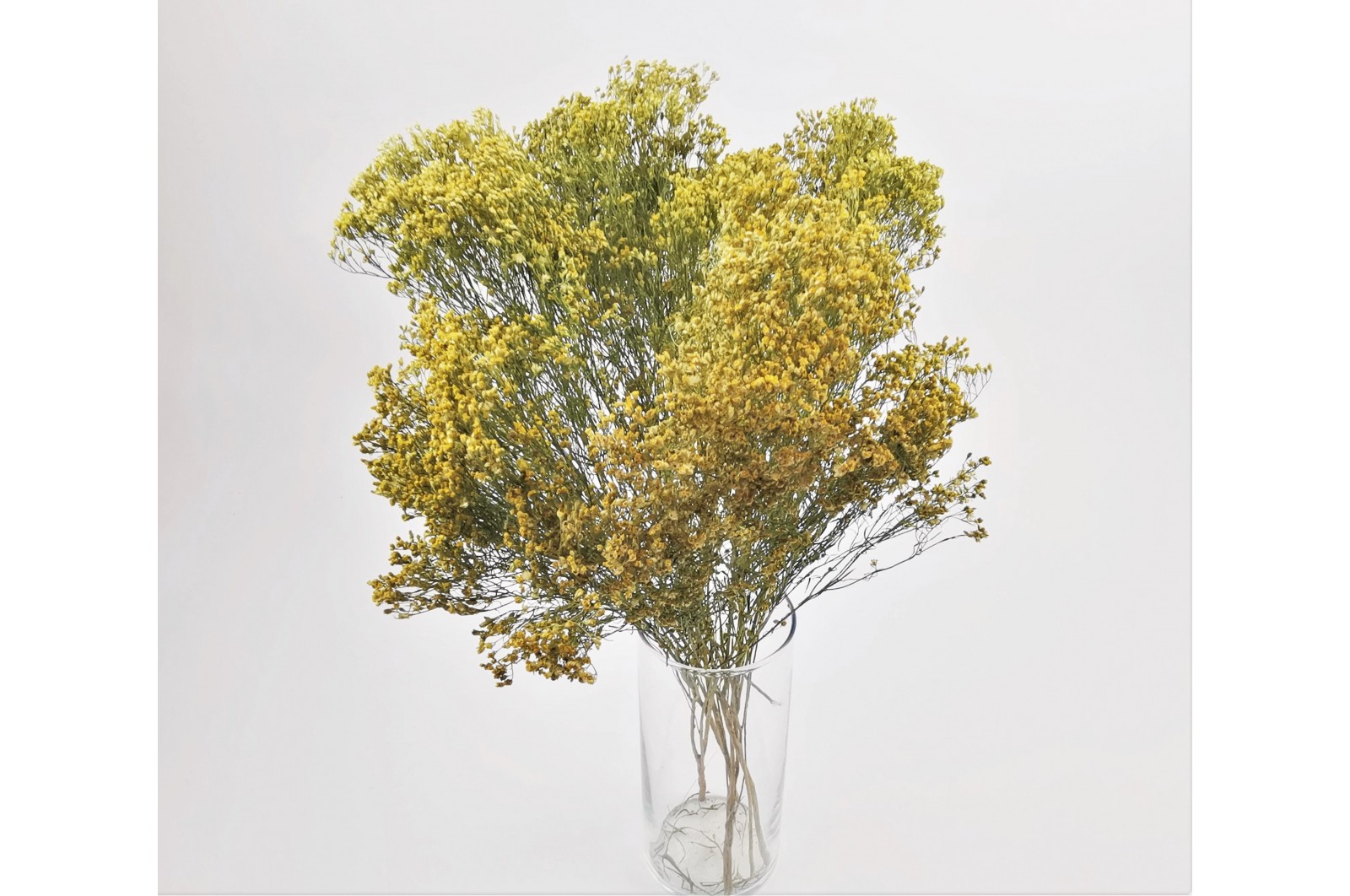 PHOCEALYS │Broom bloom sec│vente aux pros│Grossiste en fleurs séchées