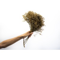 PHOCEALYS │Broom bloom sec│vente aux pros│Grossiste en fleurs séchées