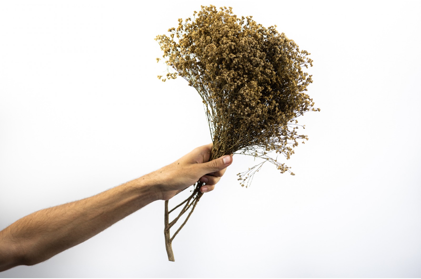 PHOCEALYS │Broom bloom sec│vente aux pros│Grossiste en fleurs séchées