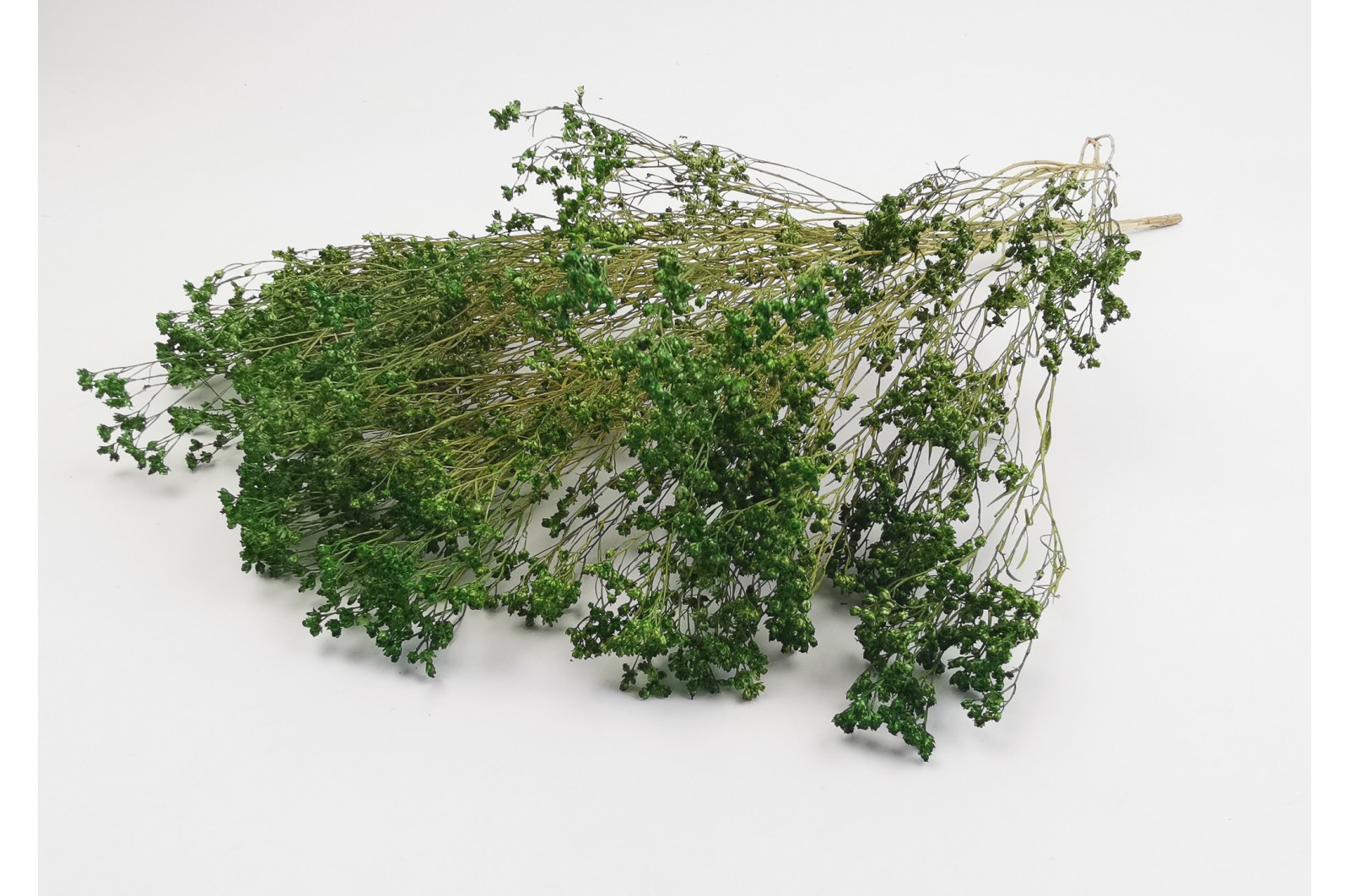 PHOCEALYS │Broom bloom sec│vente aux pros│Grossiste en fleurs séchées