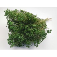 PHOCEALYS │Broom bloom sec│vente aux pros│Grossiste en fleurs séchées