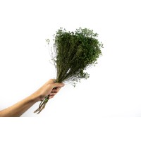 PHOCEALYS │Broom bloom sec│vente aux pros│Grossiste en fleurs séchées