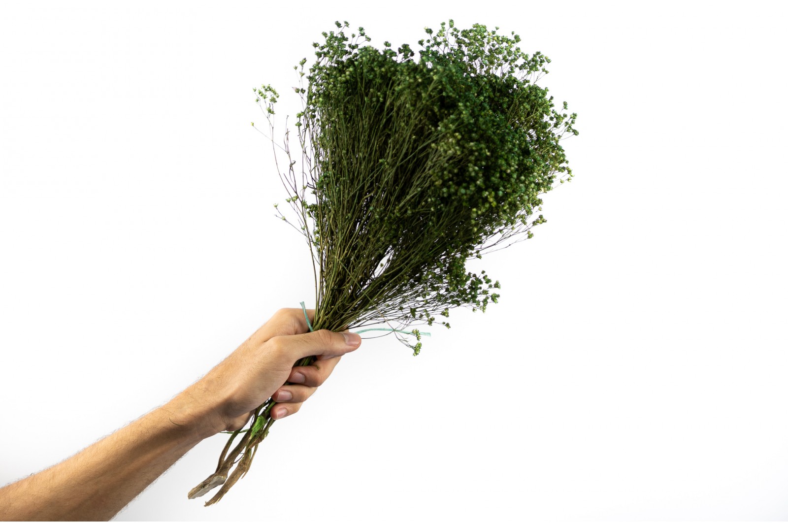 PHOCEALYS │Broom bloom sec│vente aux pros│Grossiste en fleurs séchées