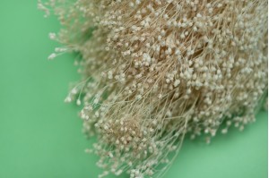 PHOCEALYS │Broom bloom sec│vente aux pros│Grossiste en fleurs séchées