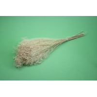 PHOCEALYS │Broom bloom sec│vente aux pros│Grossiste en fleurs séchées