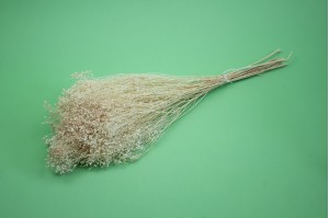 PHOCEALYS │Broom bloom sec│vente aux pros│Grossiste en fleurs séchées