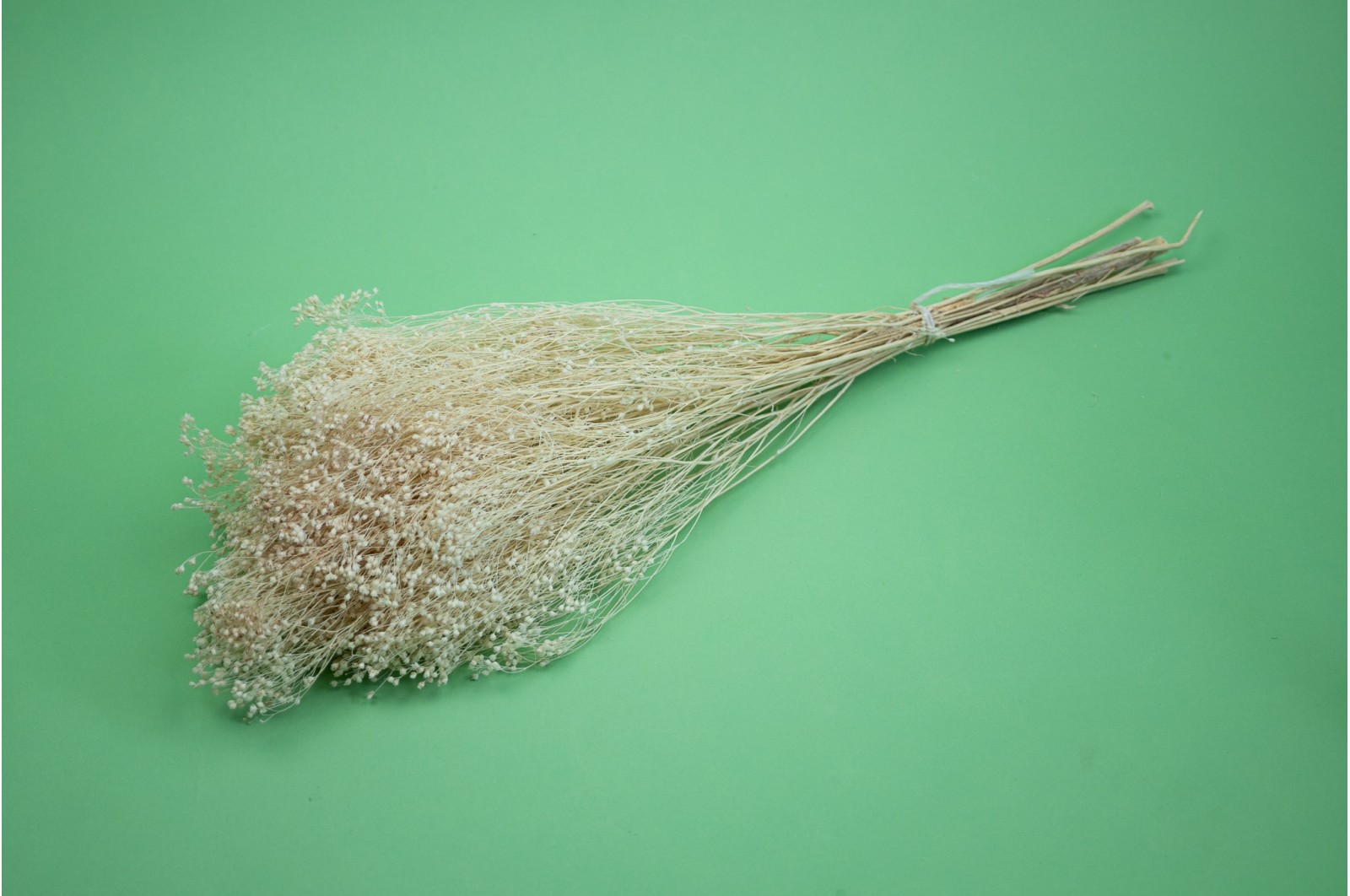 PHOCEALYS │Broom bloom sec│vente aux pros│Grossiste en fleurs séchées