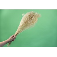 PHOCEALYS │Broom bloom sec│vente aux pros│Grossiste en fleurs séchées