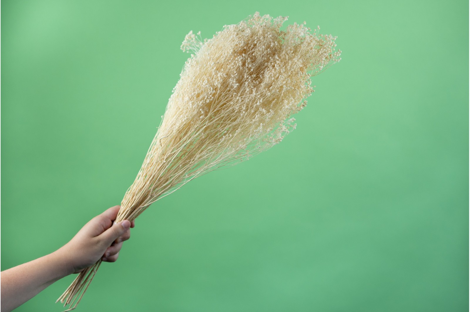 PHOCEALYS │Broom bloom sec│vente aux pros│Grossiste en fleurs séchées