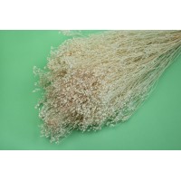 PHOCEALYS │Broom bloom sec│vente aux pros│Grossiste en fleurs séchées