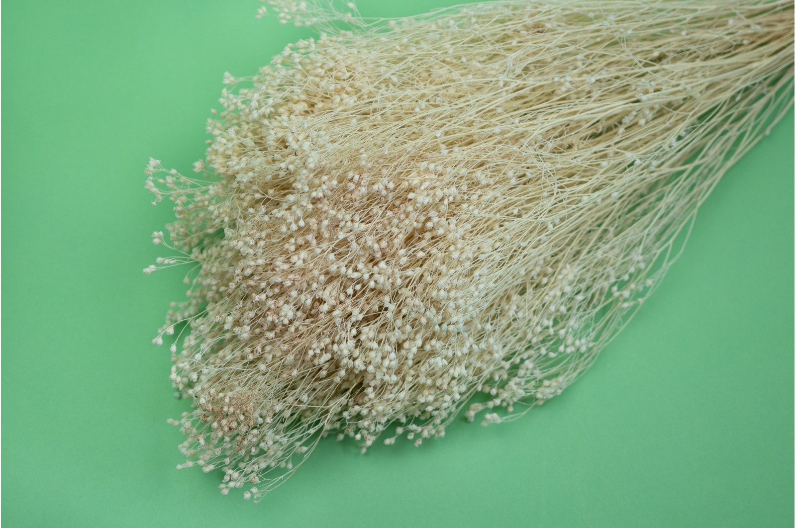 PHOCEALYS │Broom bloom sec│vente aux pros│Grossiste en fleurs séchées