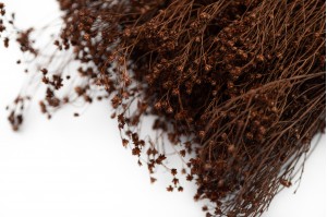PHOCEALYS │Broom bloom sec│vente aux pros│Grossiste en fleurs séchées