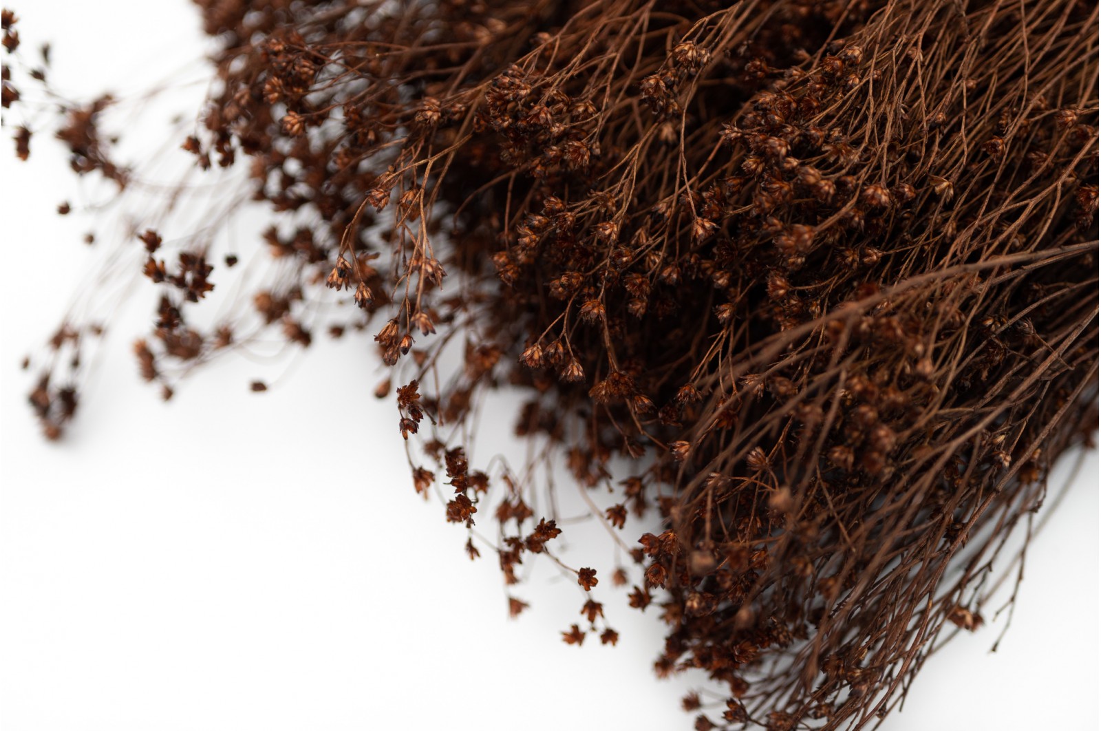 PHOCEALYS │Broom bloom sec│vente aux pros│Grossiste en fleurs séchées