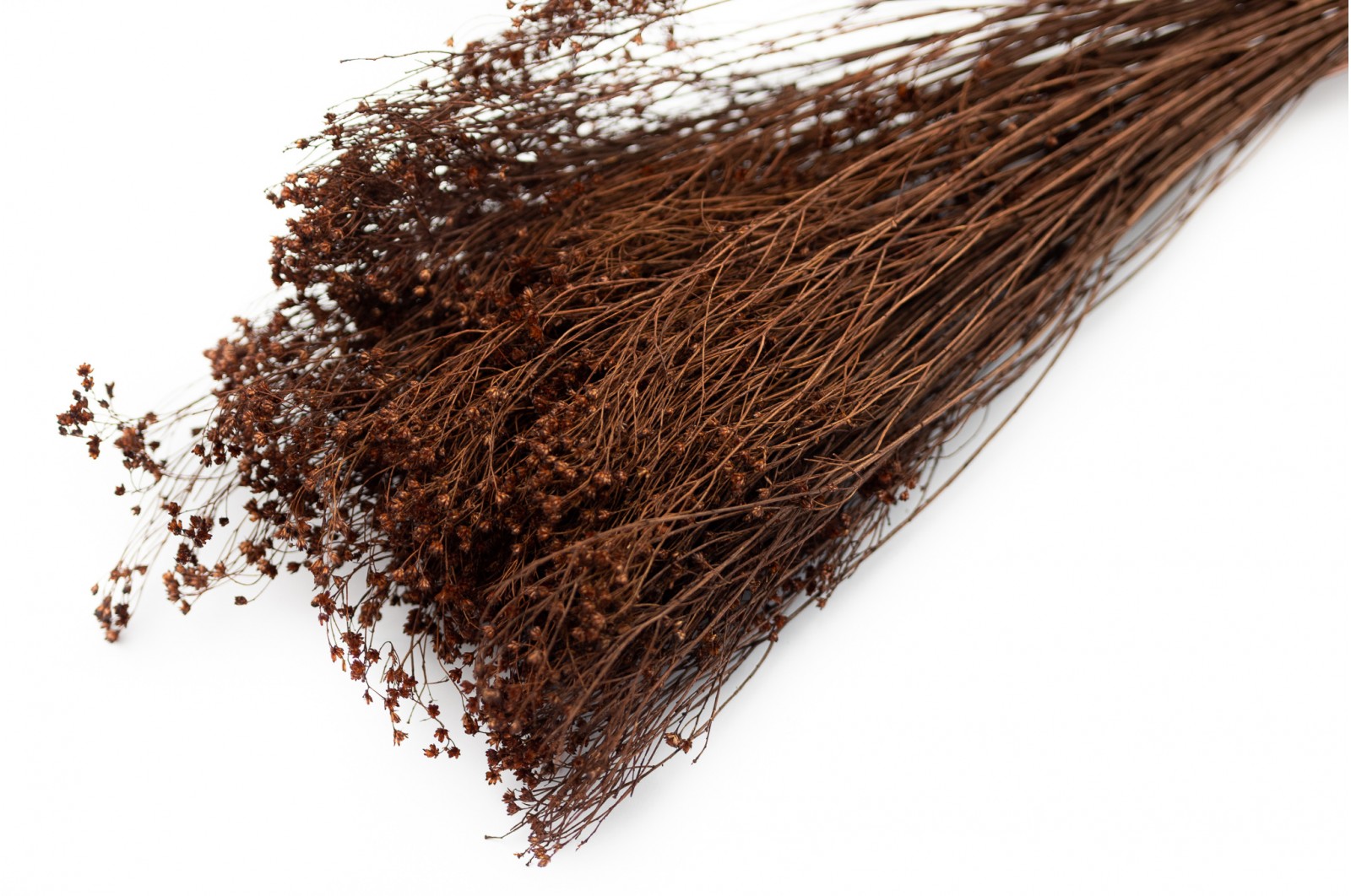 PHOCEALYS │Broom bloom sec│vente aux pros│Grossiste en fleurs séchées