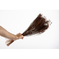 PHOCEALYS │Broom bloom sec│vente aux pros│Grossiste en fleurs séchées