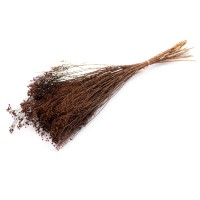 PHOCEALYS │Broom bloom sec│vente aux pros│Grossiste en fleurs séchées