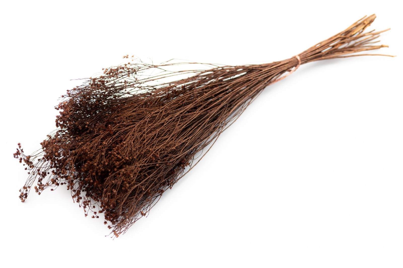 PHOCEALYS │Broom bloom sec│vente aux pros│Grossiste en fleurs séchées
