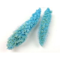 PHOCEALYS │Setaria sec│vente aux pros│Grossiste en fleurs séchées