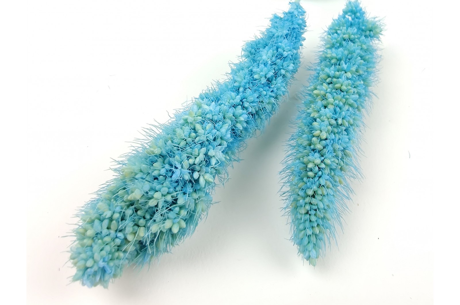 PHOCEALYS │Setaria sec│vente aux pros│Grossiste en fleurs séchées