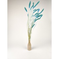 PHOCEALYS │Setaria sec│vente aux pros│Grossiste en fleurs séchées