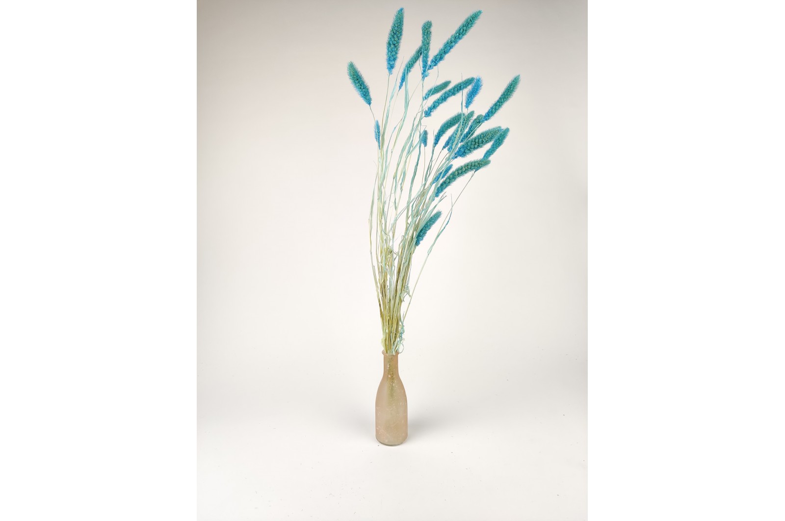 PHOCEALYS │Setaria sec│vente aux pros│Grossiste en fleurs séchées