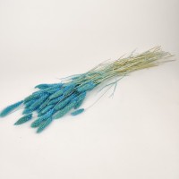 PHOCEALYS │Setaria sec│vente aux pros│Grossiste en fleurs séchées