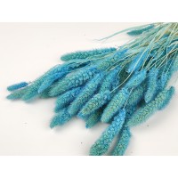PHOCEALYS │Setaria sec│vente aux pros│Grossiste en fleurs séchées