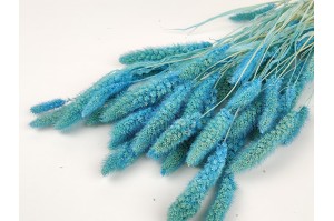 PHOCEALYS │Setaria sec│vente aux pros│Grossiste en fleurs séchées