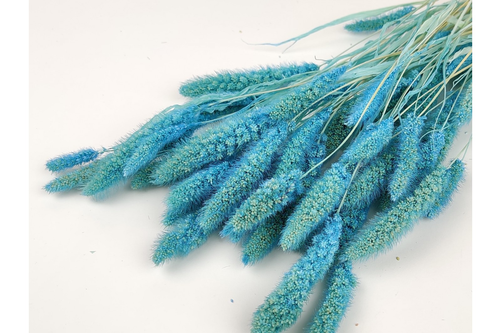 PHOCEALYS │Setaria sec│vente aux pros│Grossiste en fleurs séchées