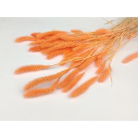 PHOCEALYS │Setaria sec│vente aux pros│Grossiste en fleurs séchées