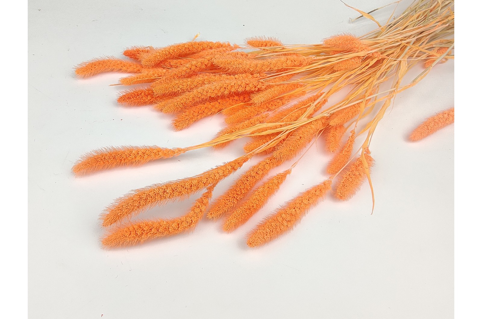 PHOCEALYS │Setaria sec│vente aux pros│Grossiste en fleurs séchées