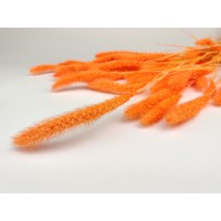 PHOCEALYS │Setaria sec│vente aux pros│Grossiste en fleurs séchées